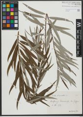 Foto von Salix viminalis L.